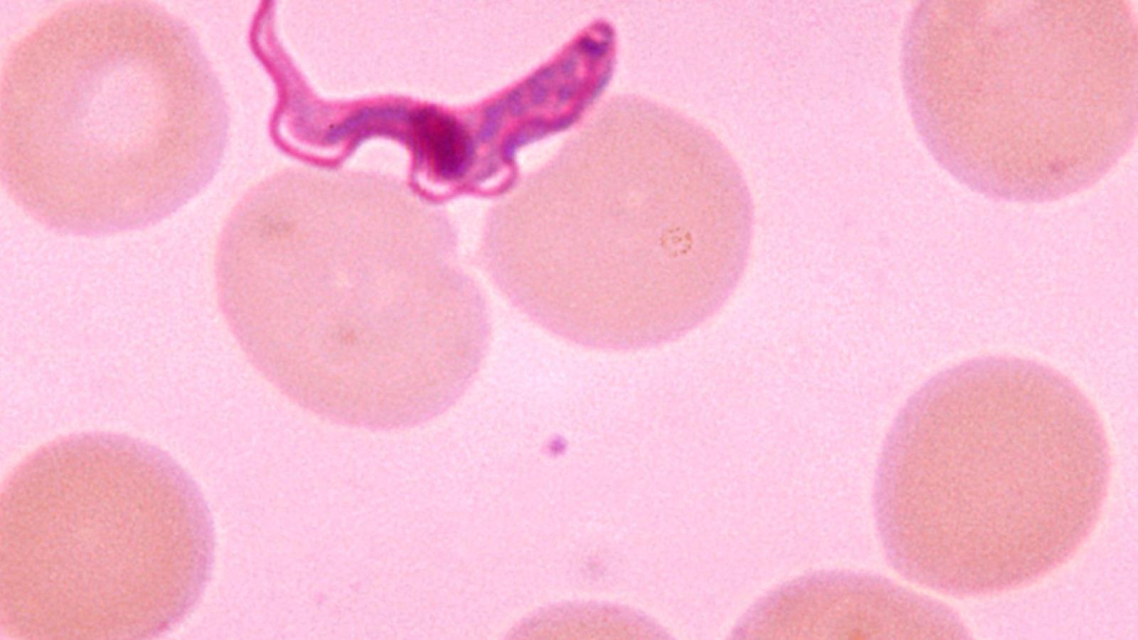 parasite in blood