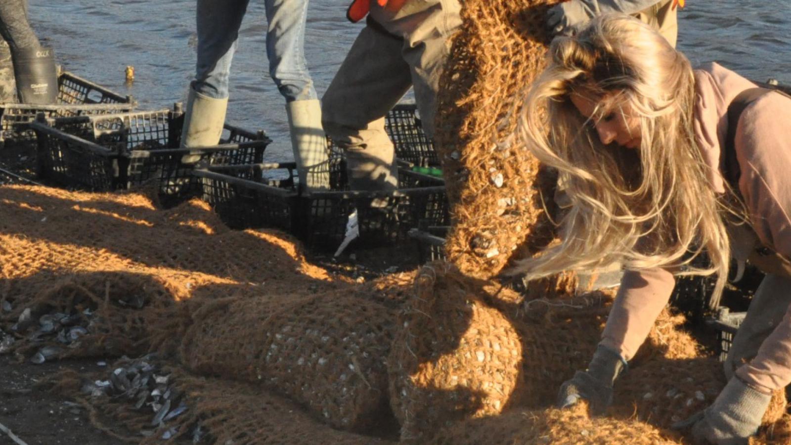 oyster bed construction