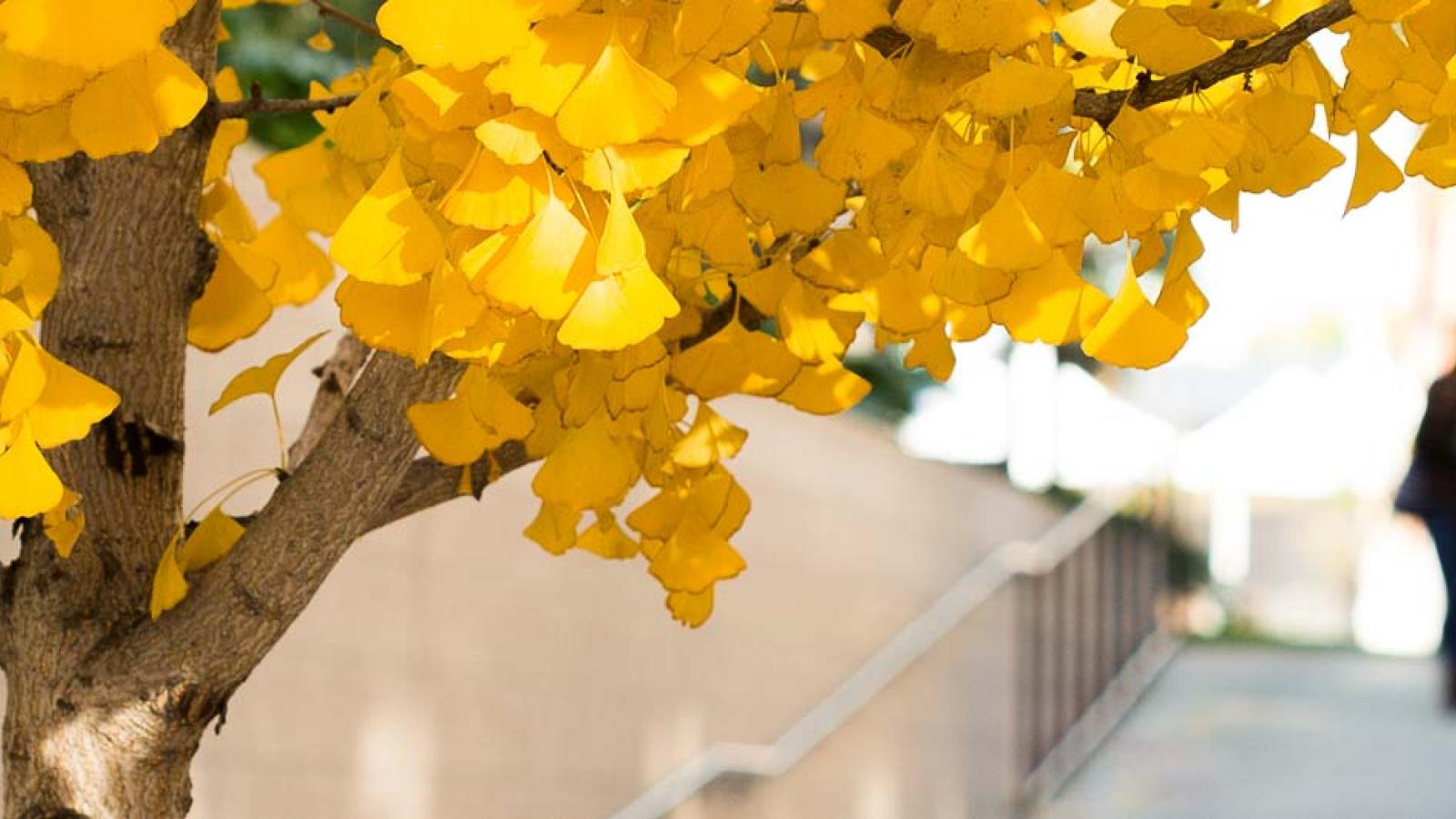 Trees on campus