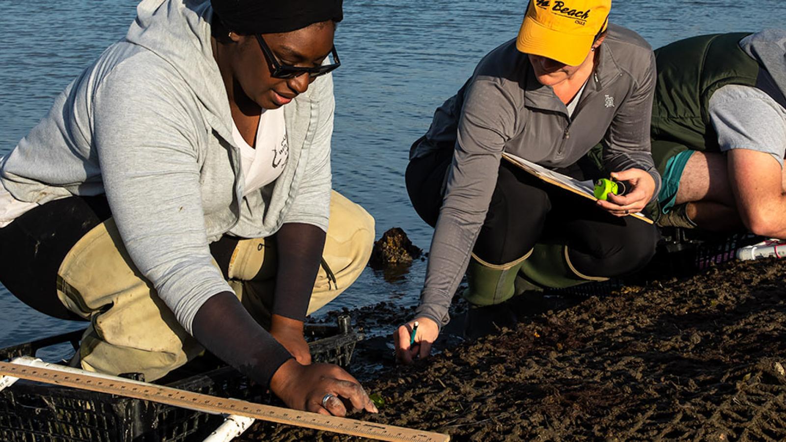 oyster restoration