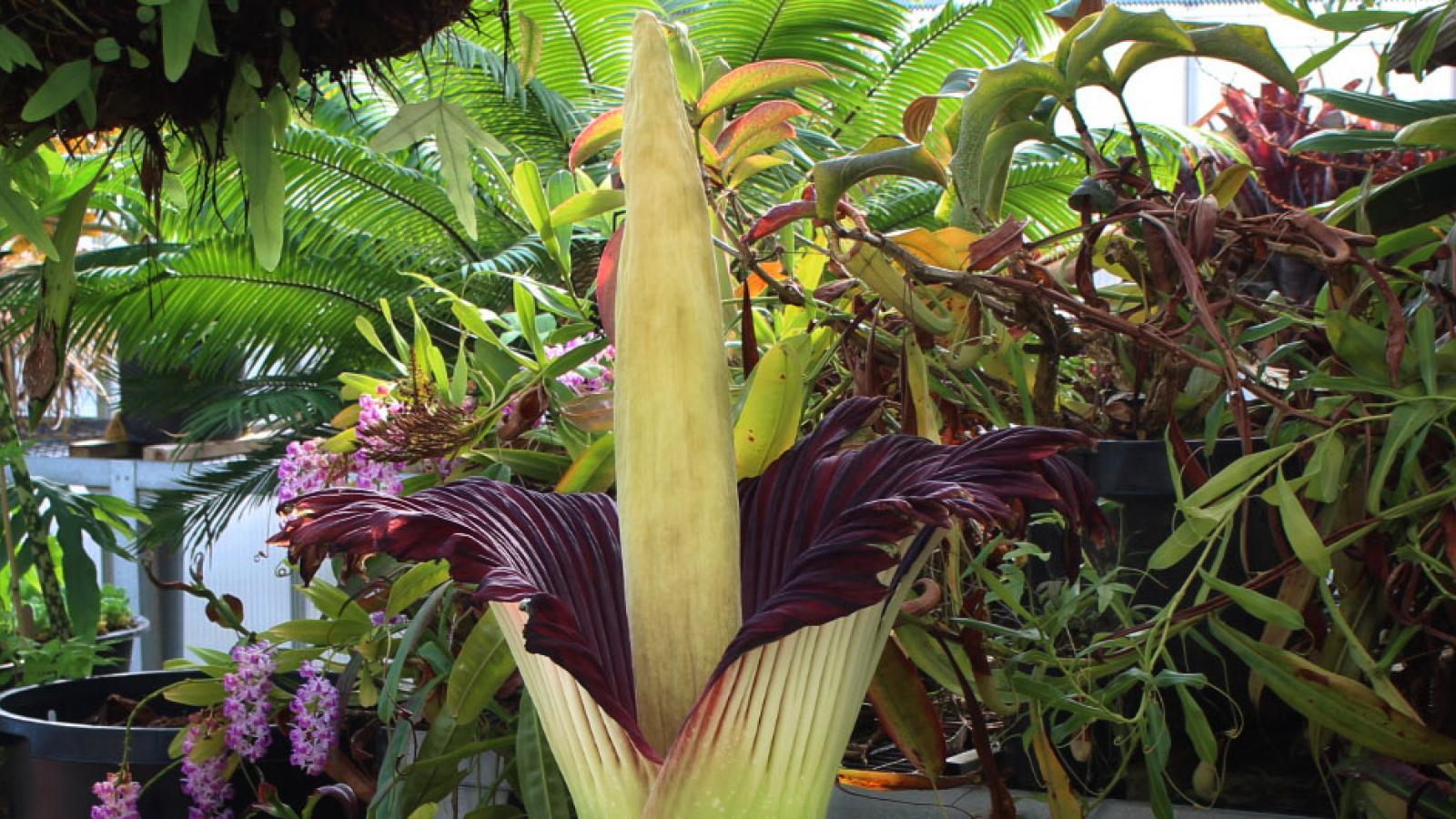 corpse flower in greenhouse 