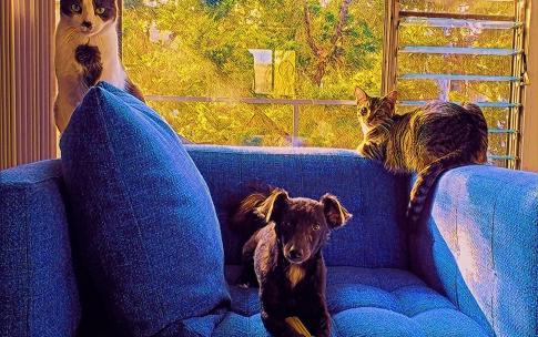 CSULB_JCOB_OHN_SHAWS_PETS_2022