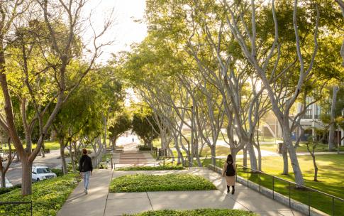 trees in center of campus