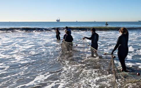 Students in tide pulling in nets