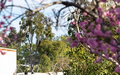A small image showing people walking on campus grounds and a pedestrian bridge, with a jacaranda tree in the foreground