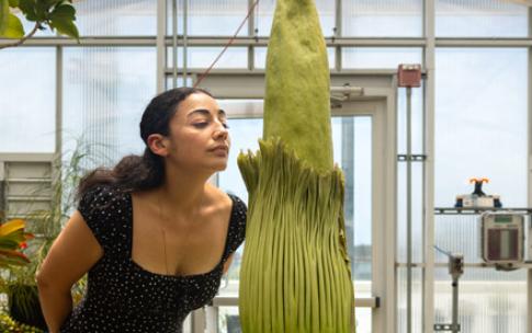 A woman appears to sniff a corpse flower