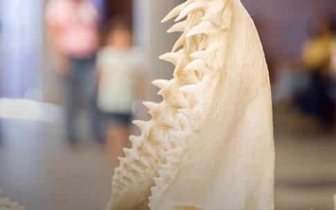 Shark jaws