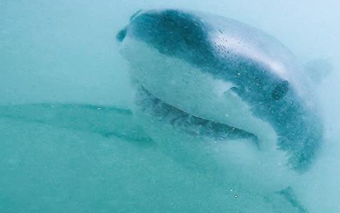 Shark under water
