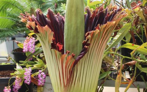 Image: corpse_flower_laura_bloom.jpg