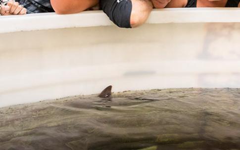 shark day at the beach