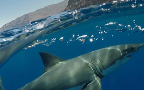 shark swimming