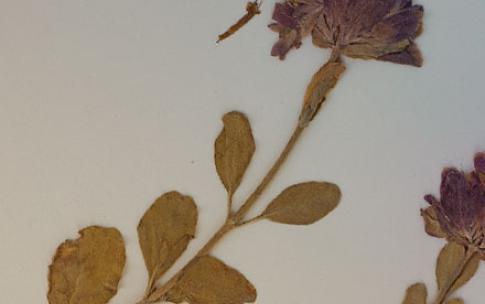 digitized plant collection