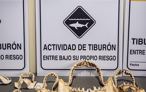 Shark workshop