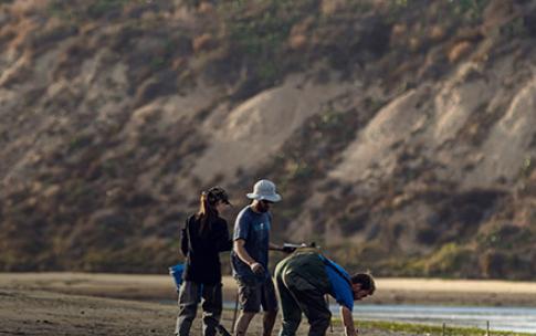 oyster restoration