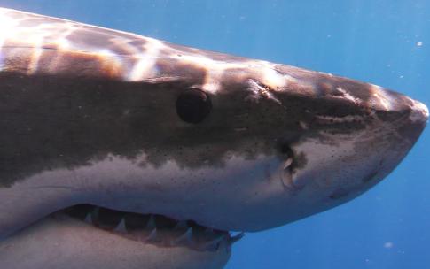 great white shark