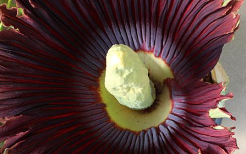 closeup of a corpse flower