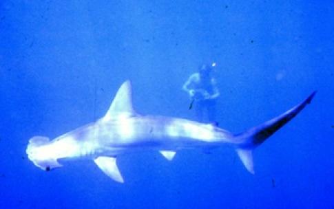 Image: shark-lab-history-scalloped-hammerhead.jpg