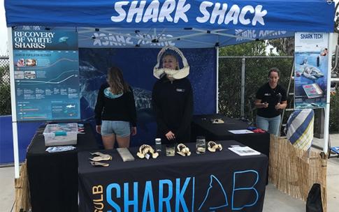 shark shack