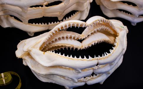 A stack of shark jaws