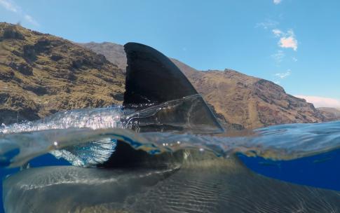 shark fin sticking out of water