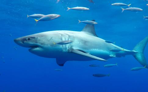 shark swimming