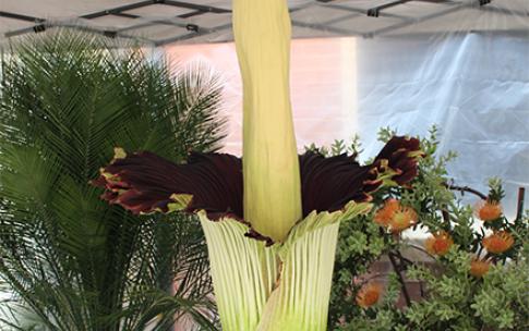 corpse flower full bloom