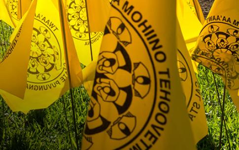 Native American yellow flags stuck in grass