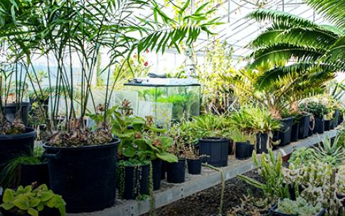 Rows and rows of plants