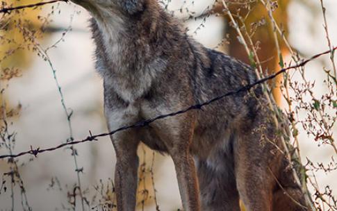 coyotes in neighborhood