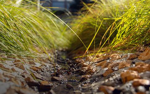 bioswale