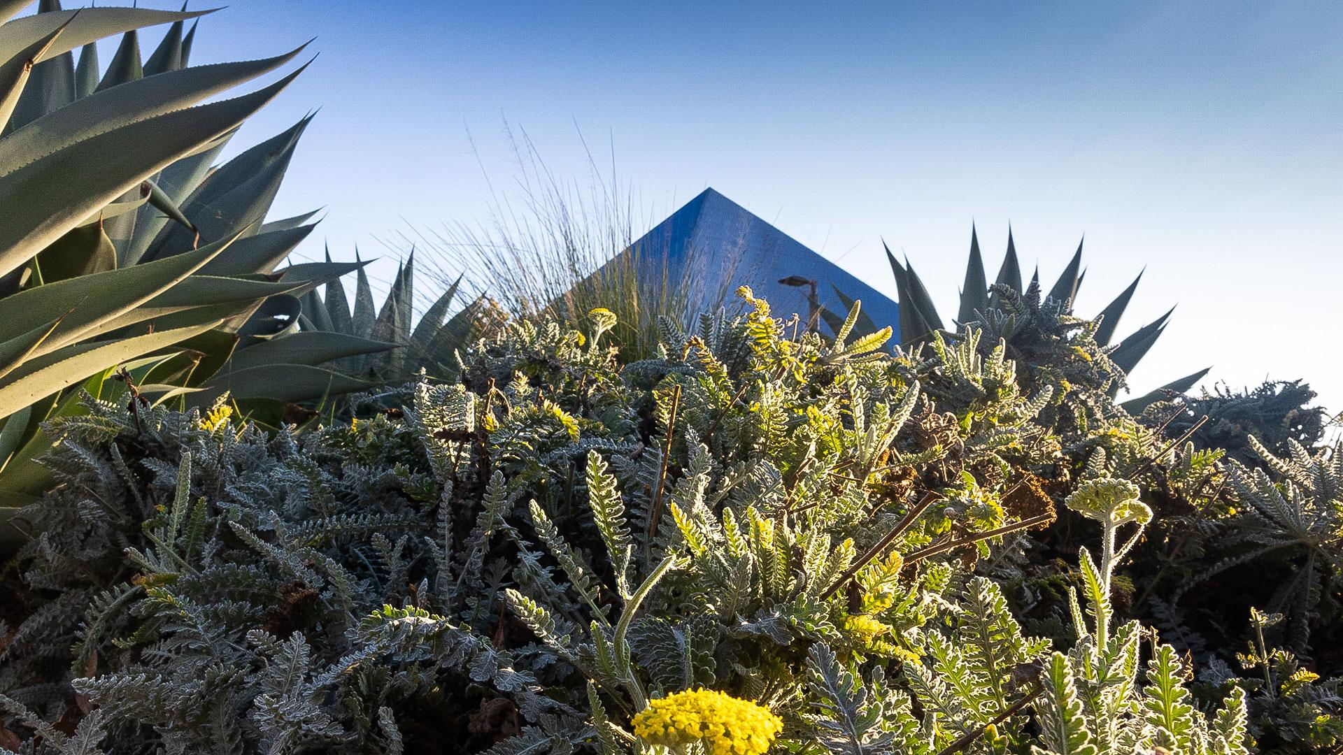 Drought tolerant plants in front of Pyramid