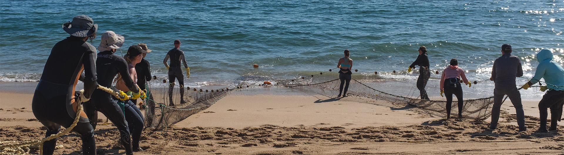 students dragging a net out of the ocean