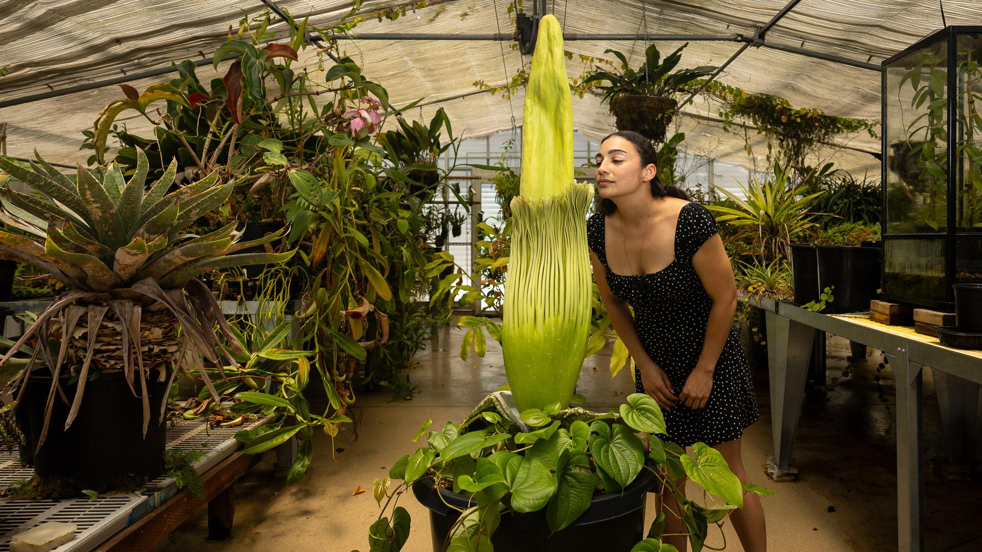 A woman appears to sniff a "corpse flower."