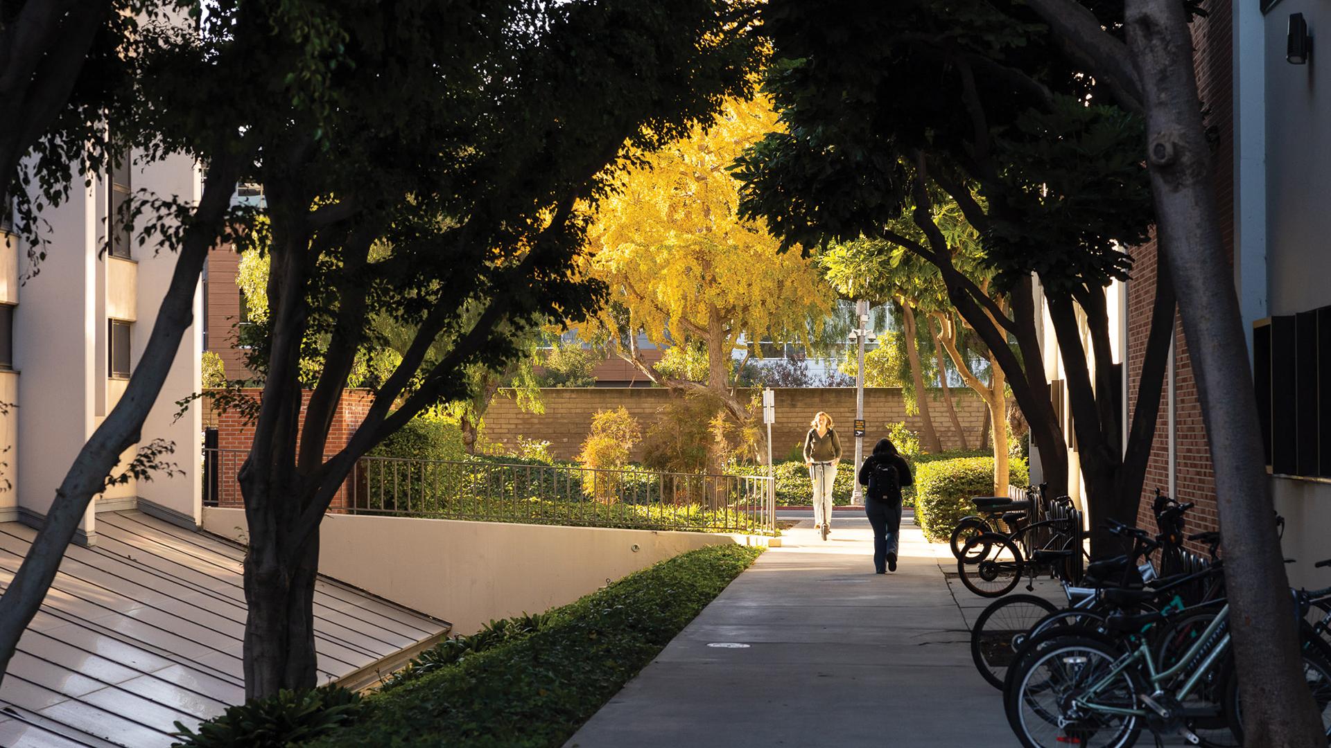 Student walking down path surrounded by trees