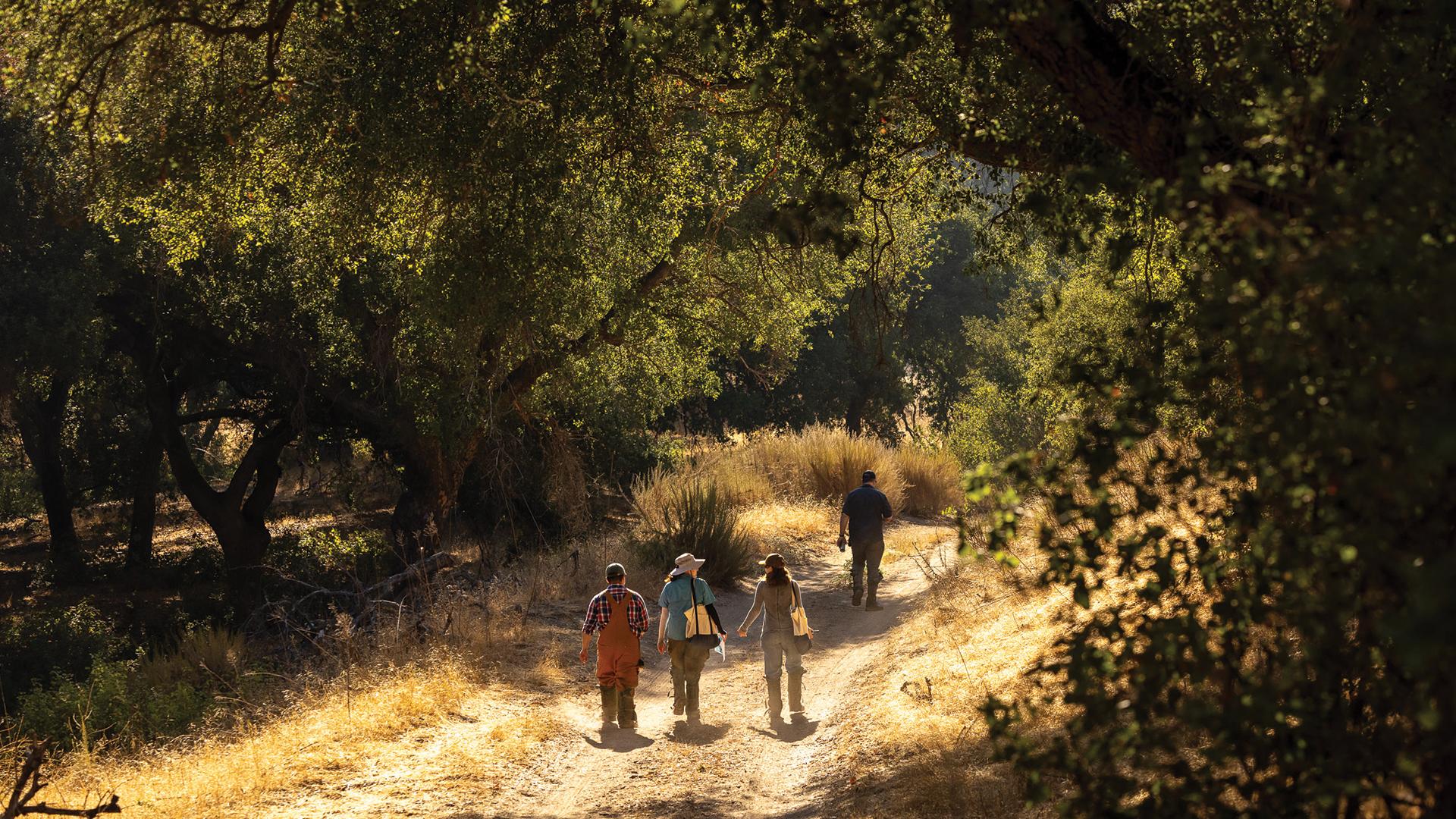 A professor walks along a trail in a wooded canyon, followed by three students