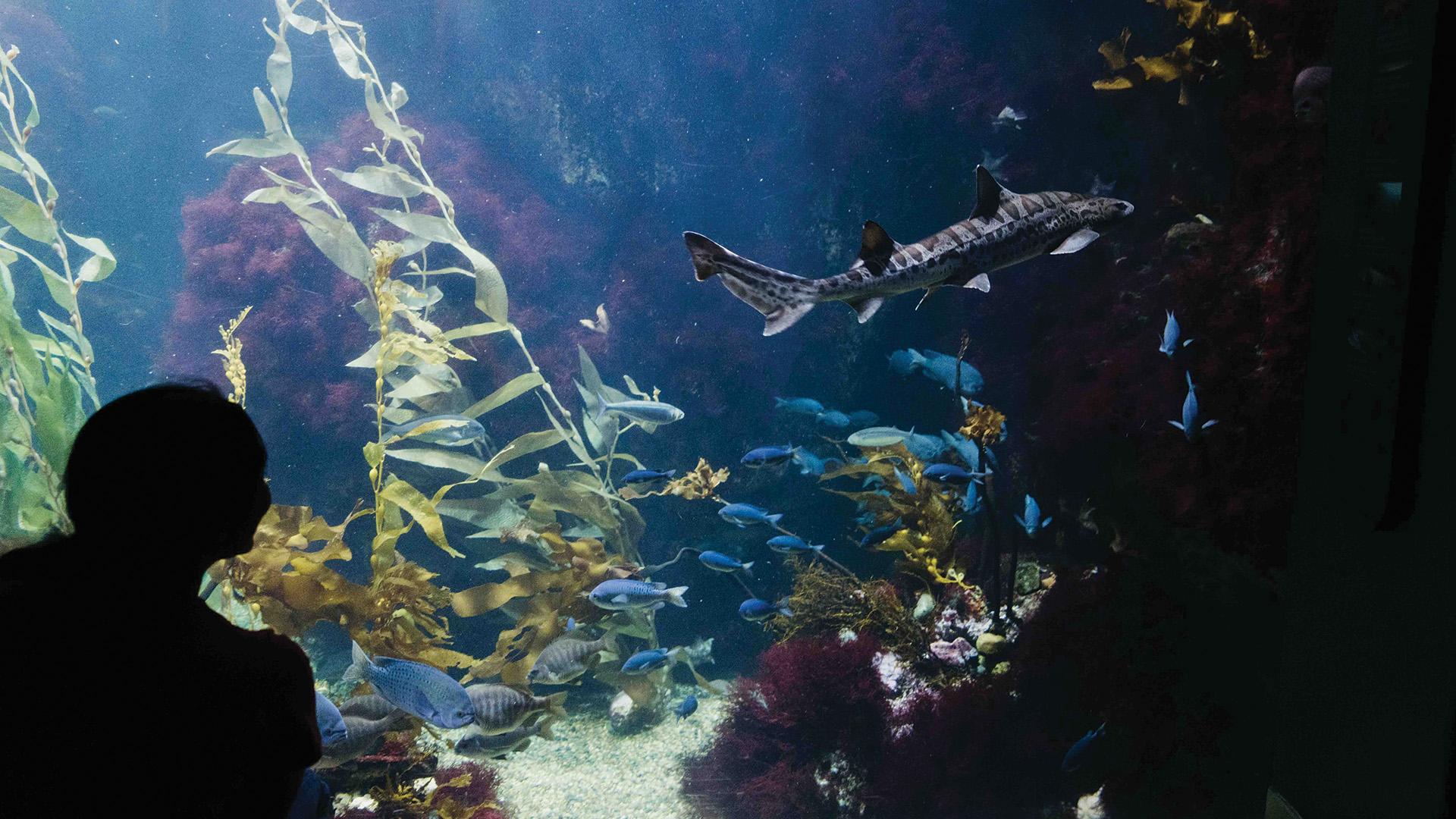 A shark swimming in an aquarium