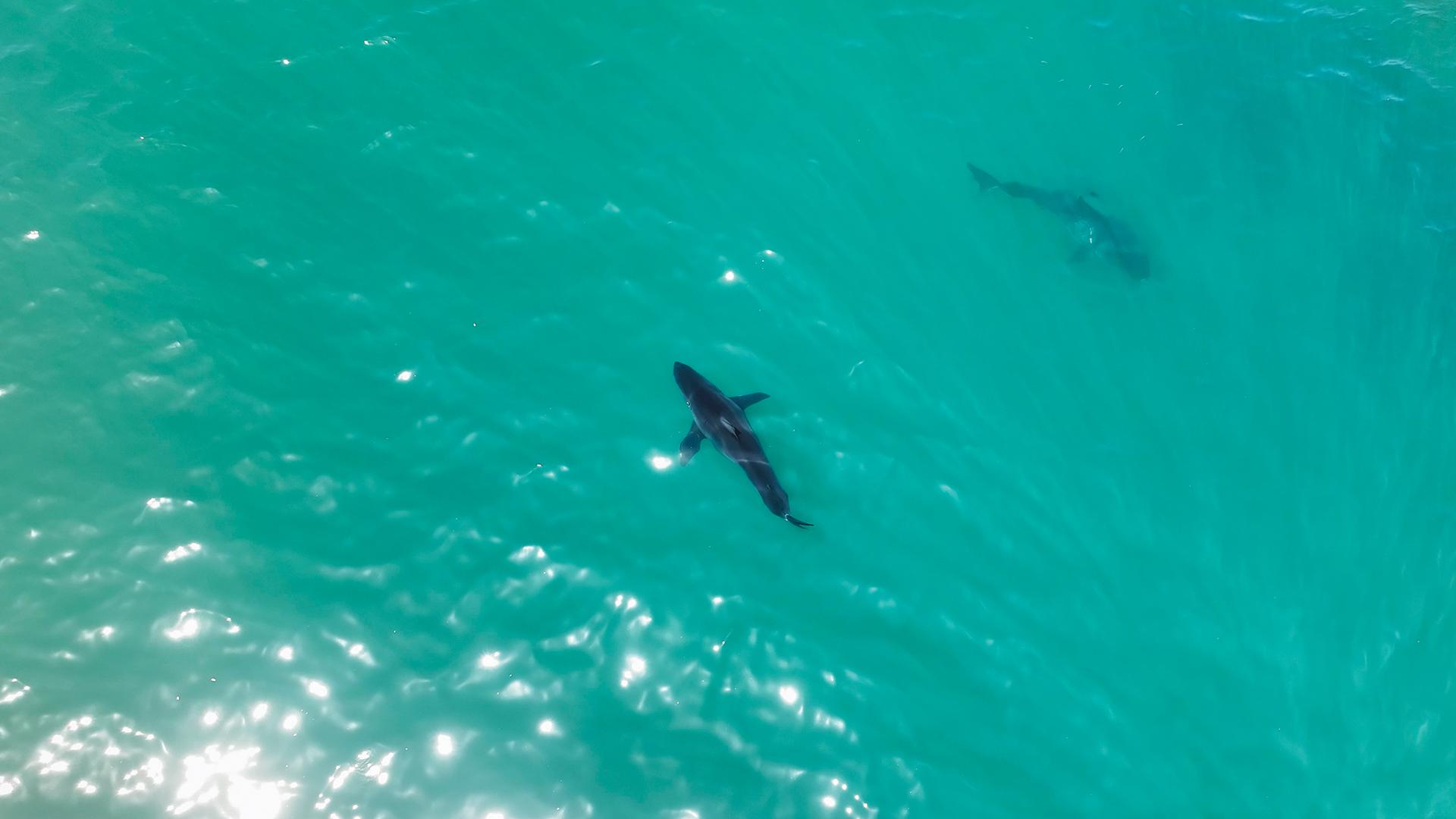 Sharks in the ocean