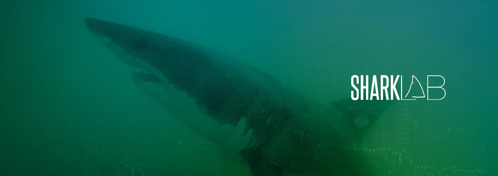 Shark under water