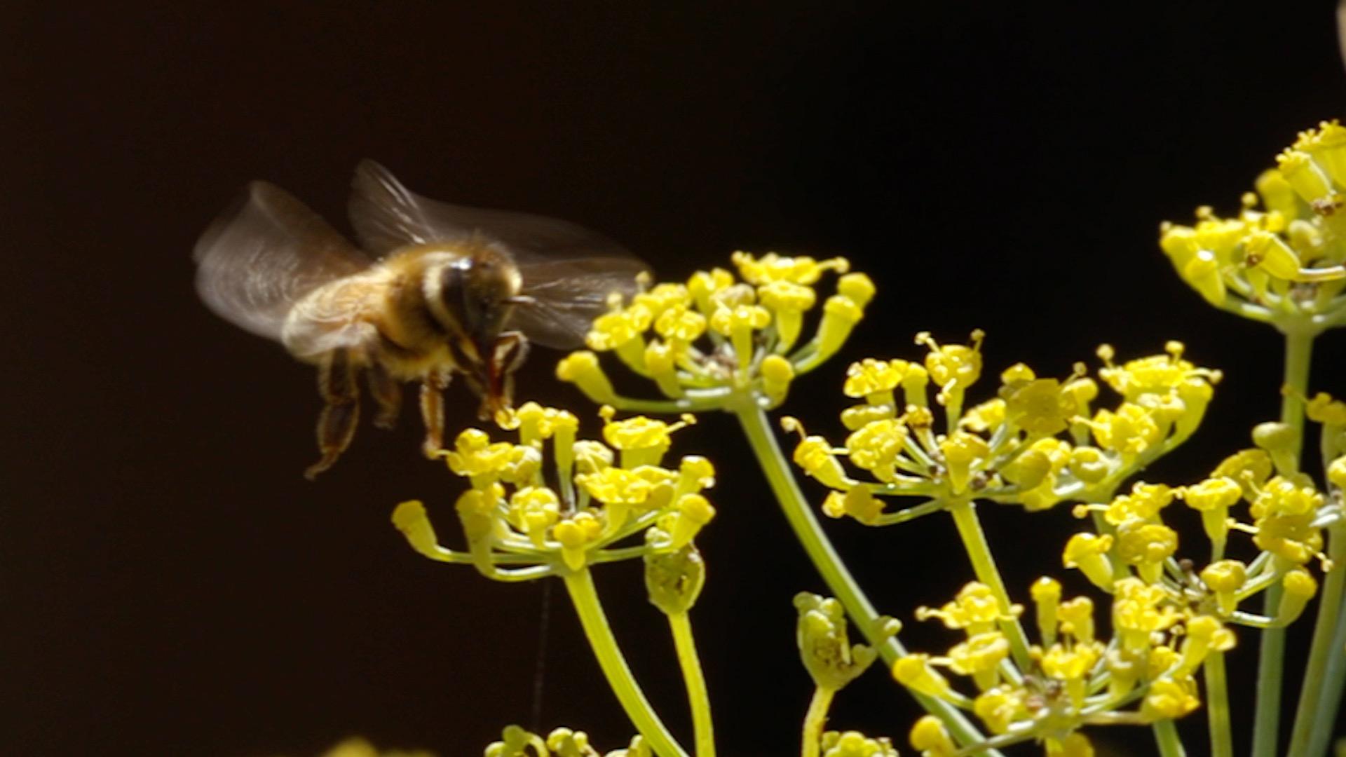 Bee flying up to flower.