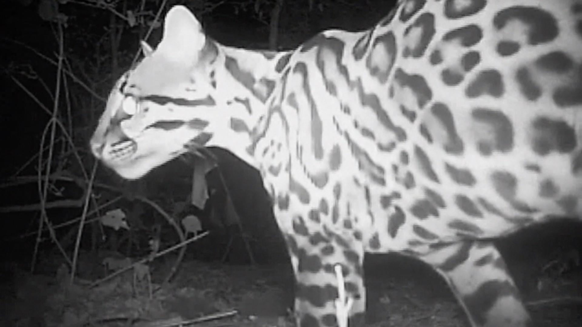 Image: costa_rica_cat.jpg