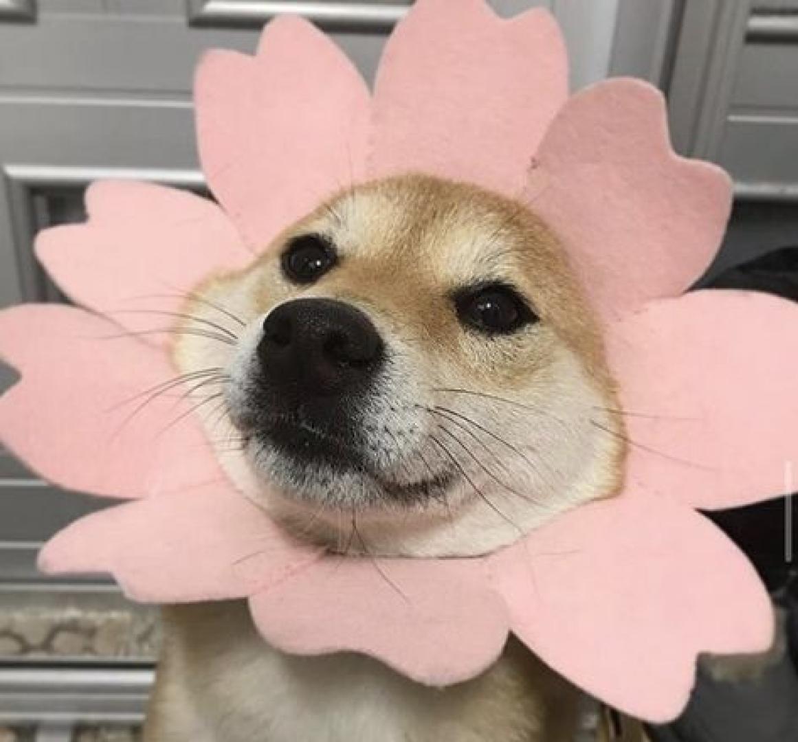 flower dog