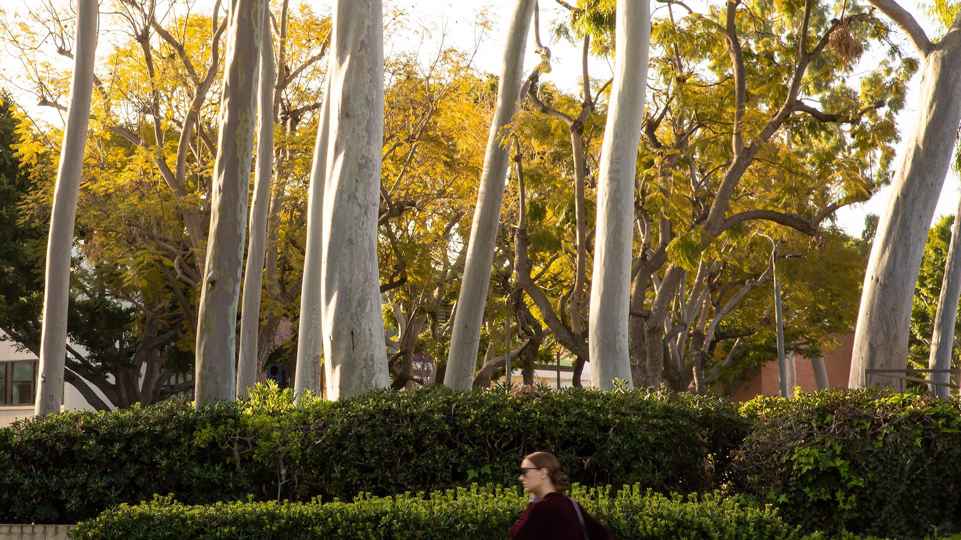 Student walks by trees