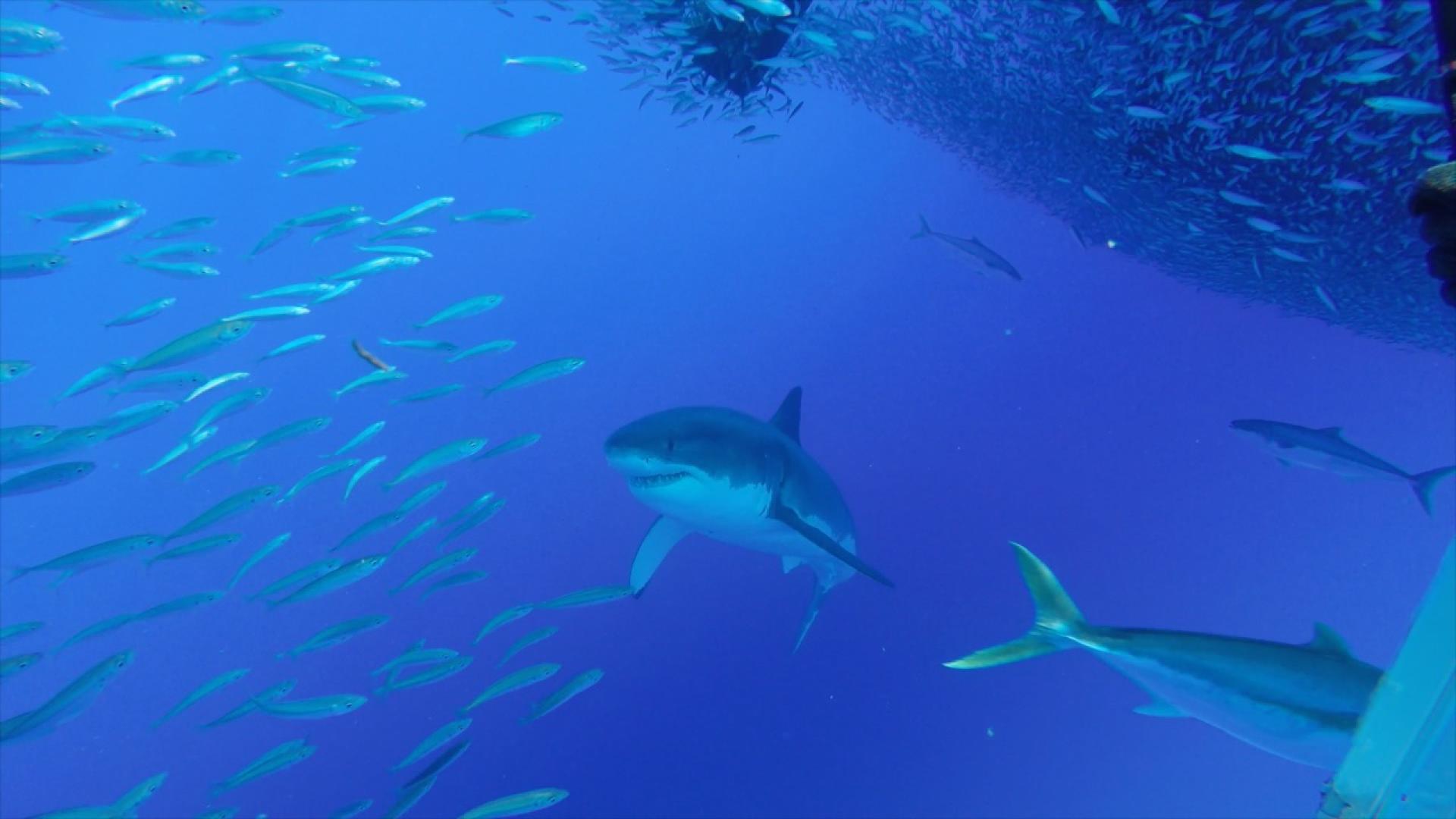 Students researching sharks.
