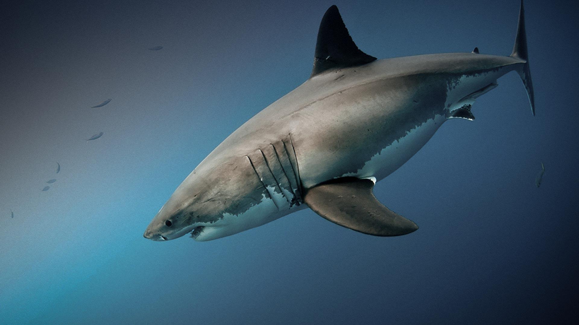 Fishing for information