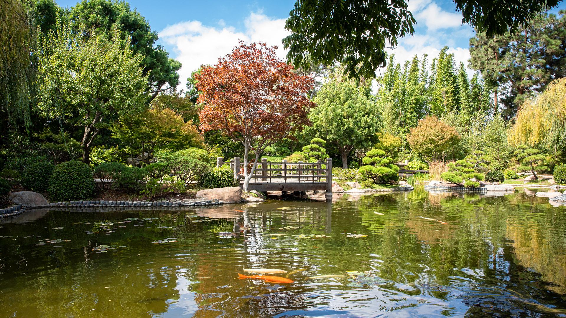 Photo of Japanese Garden pond and bridge