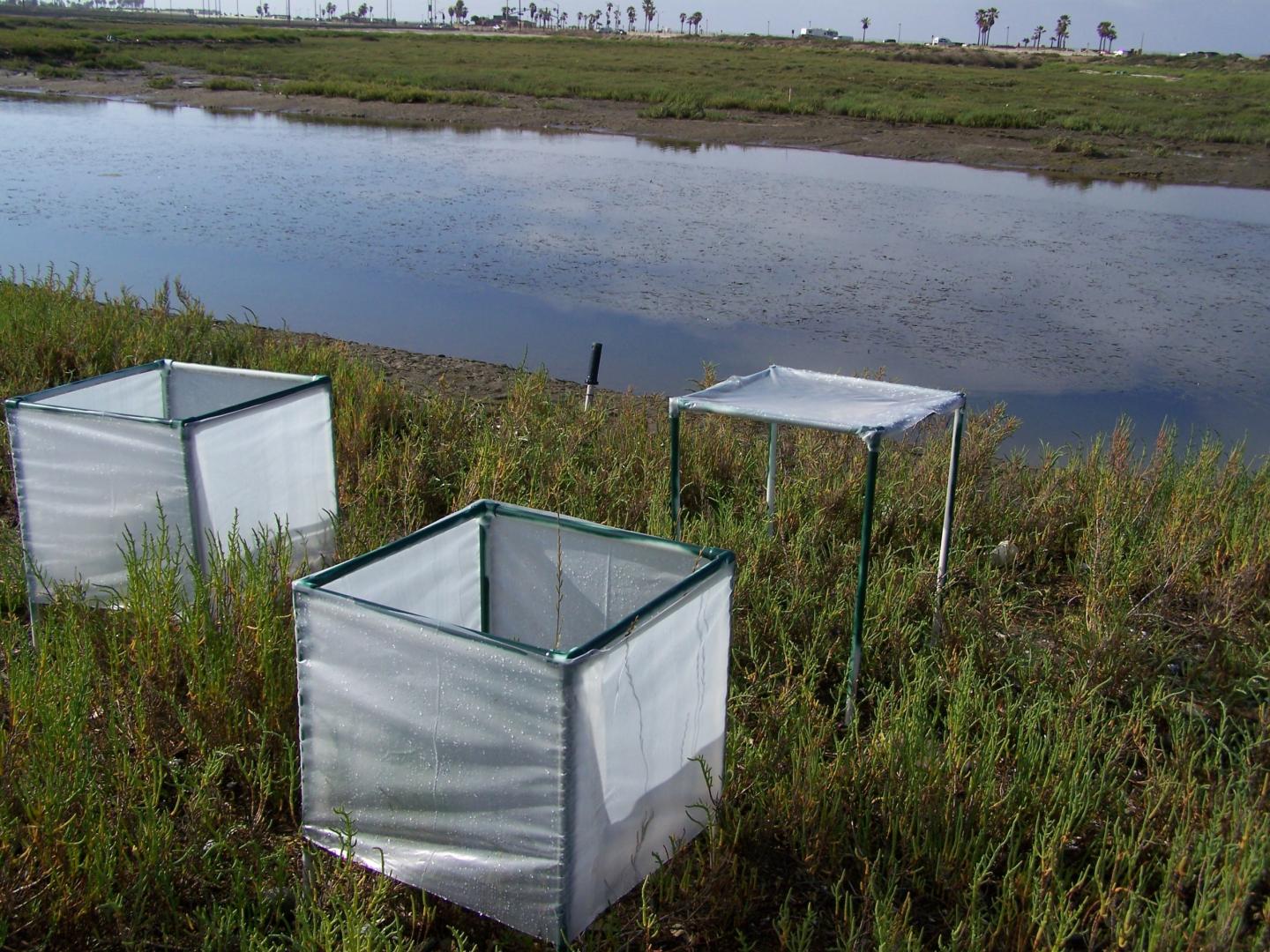 Beautiful wetlands