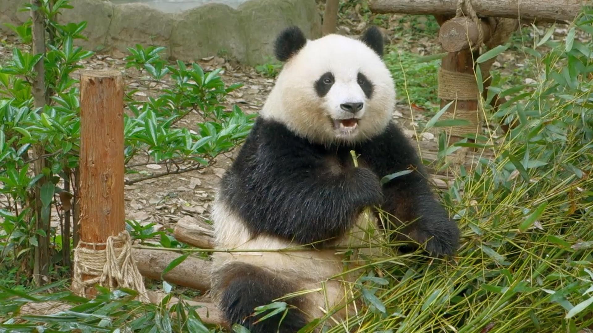 Panda bear eating bamboo.