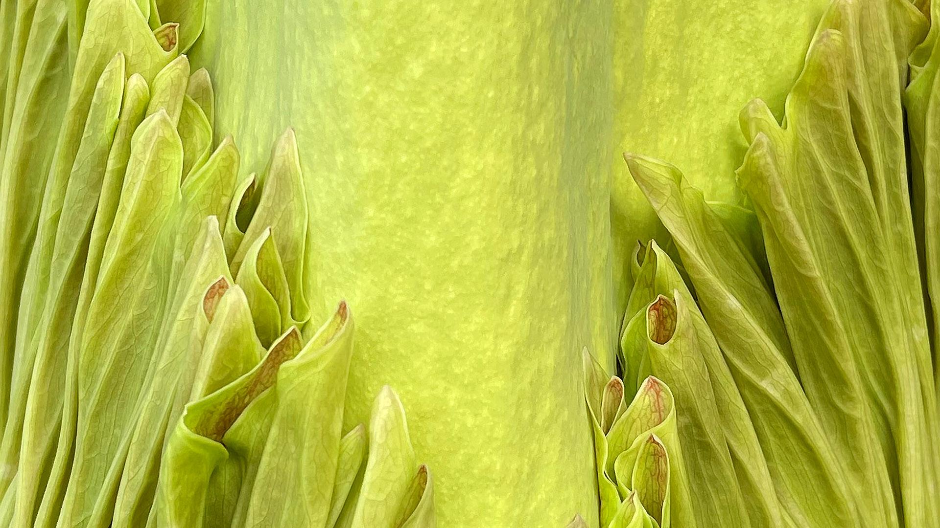 closeup of a corpse flower