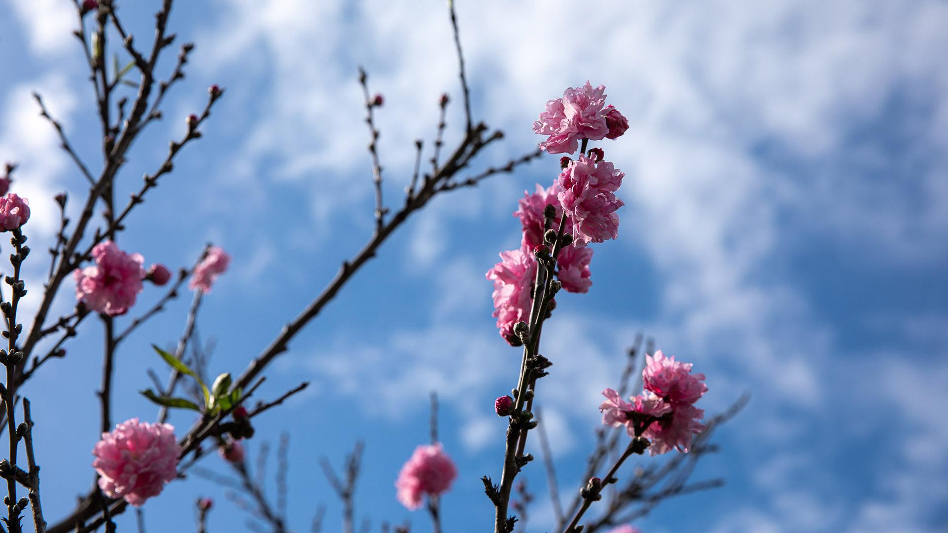 flowering trees