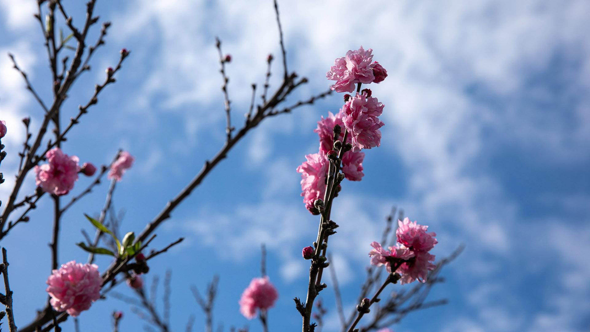 flowering trees